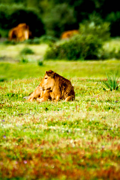istock Countryside landscape with beautiful calf 1309717513