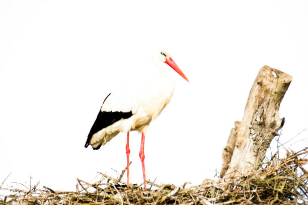 istock Stork in its nest on a bright morning 1309717547