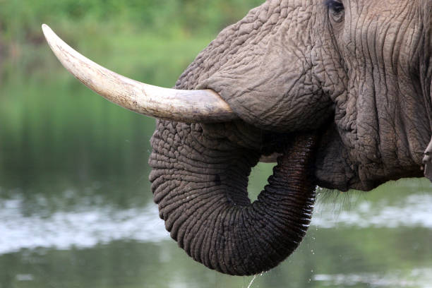 a close up view of a elephant drinking water at a large water hole