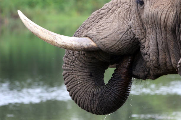 a close up view of a elephant drinking water at a large water hole a close up view of a elephant drinking water at a large water hole african elephant stock pictures, royalty-free photos & images