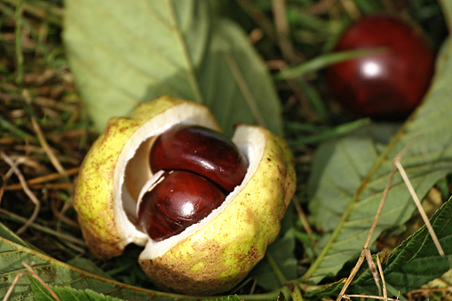 Horse-chestnut (Aesculus hippocastanum), isolated on white background, close up. File contains clipping paths.