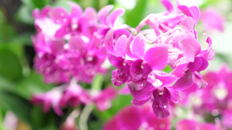 Close-up Beautiful Orchids