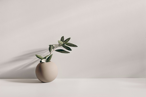 Modern summer still life photo. Beige ball shaped vase with green olive tree branch in sunlight with long shadows.Beige table wall background. Empty copy space, elegant lifestyle Mediterranean scene.