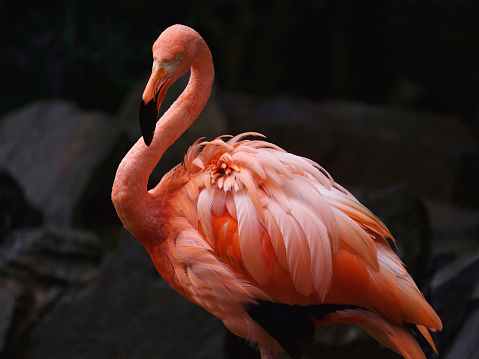 Full body of an elegant pink flamingo with slightly ruffled feathers looking at camera