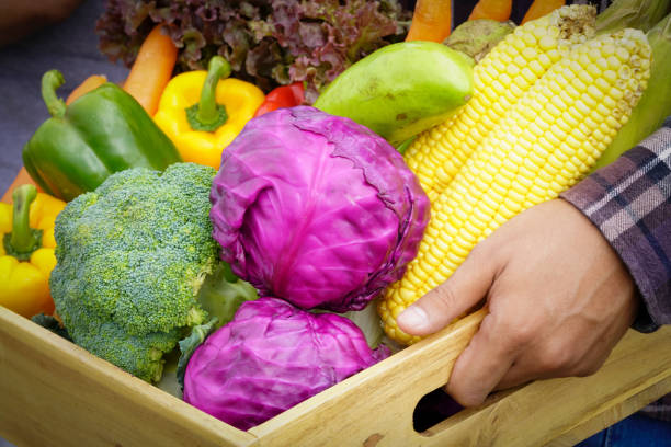 Young Asian man farmer with freshly picked vegetables in basket. Hand holding wooden box with vegetables in field. Fresh Organic Vegetables from local producers ready for transport.