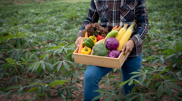 istock Young Asian man farmer with freshly picked vegetables in basket. 1309721694