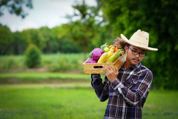 Young Asian man farmer with freshly picked vegetables in basket. Hand holding wooden box with vegetables in field. Fresh Organic Vegetables from local producers ready for transport.