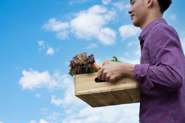 Young Asian man farmer with freshly picked vegetables in basket. Hand holding wooden box with vegetables in field. Fresh Organic Vegetables from local producers ready for transport.