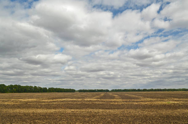 istock Plowed field after harvest. 1309723276