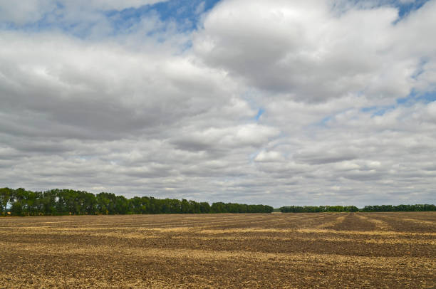 istock Plowed field after harvest. 1309723277