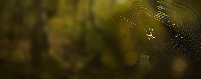Panoramic banner of an autumn forest with big orb-weaving spider in the middle of a spiderweb. The huge orb-weaver arachnid in it`s natural habitat.