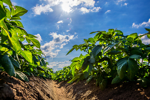 Green potato field on farmland, low angle view with sunlight