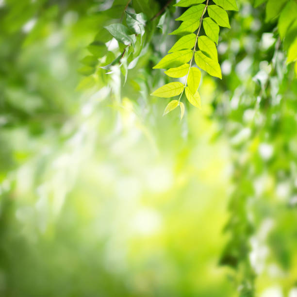 istock Background nature green leaf on blurred greenery in forest with copy space. 1309725995
