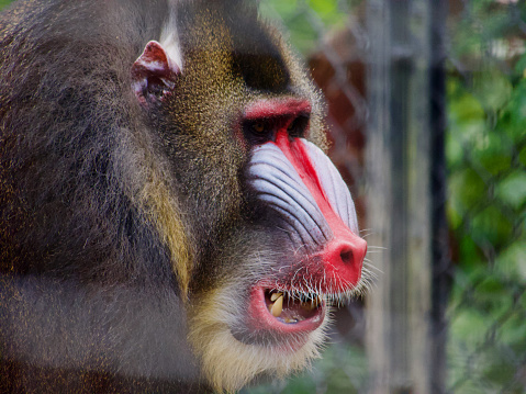 Closeup of colorful mandrill head and nose with mouth open in captivity