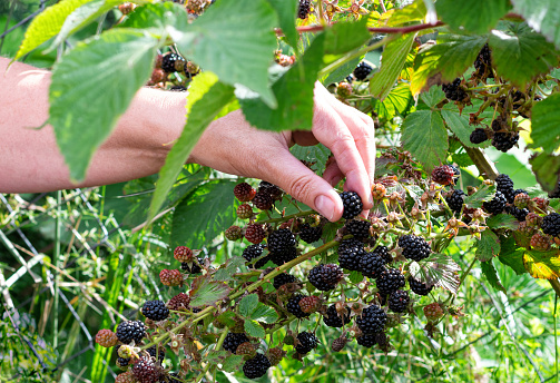 Harvesting ripe blackberries. Women's hands pick berries in the garden. Selective focus. Close up.