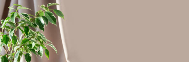 istock Indoor plant ficus benjamin on a beige textile background. selective focus. Close-up. Banner. 1309727229