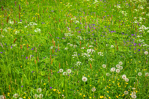 Flower meadow with summer flowers