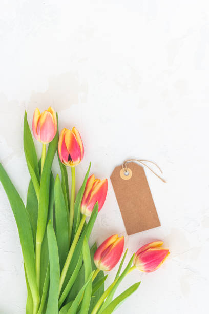 istock Blossom tulips on background. Top view flat lay. Bright pink and yellow tulip spring flower. Easter composition with spring flowers tulips on background. Easter card copy space. 1309727472
