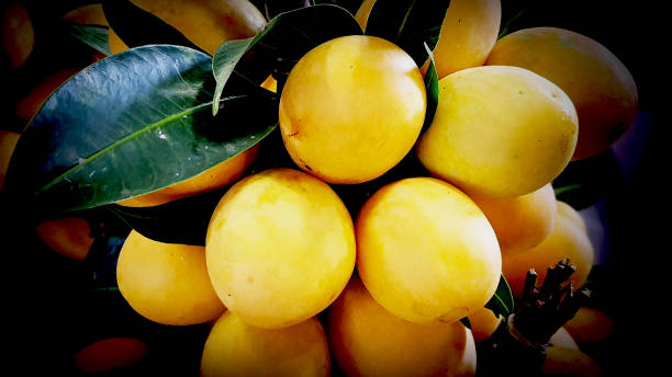 istock Maprang thai fruit, Plum Mango, tropical Thai fruit,  Mayongchid, Fresh ripe Marian Plum, Food available to everyone. 1309727697