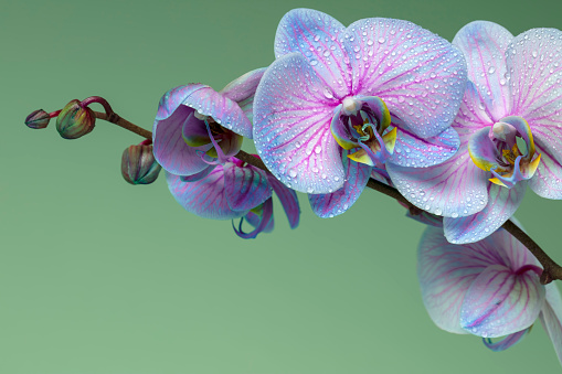 Close-up of beautiful blue Orchid flowers with water drops. Green background. Space for copy.