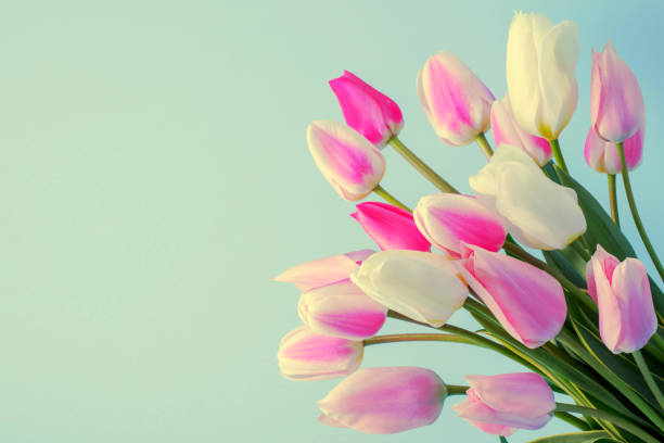 Bouquet of beautiful tulips flowers on a green background. Space for copy.