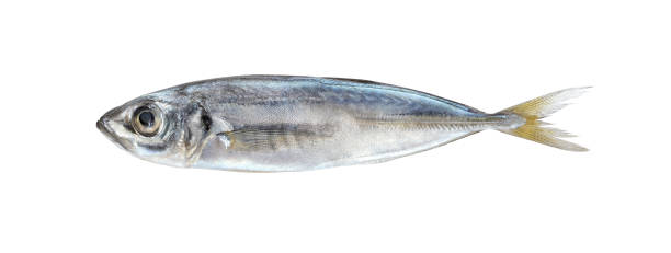 istock Horse mackerel, fish, one isolated on white background with clipping path. 1309727934