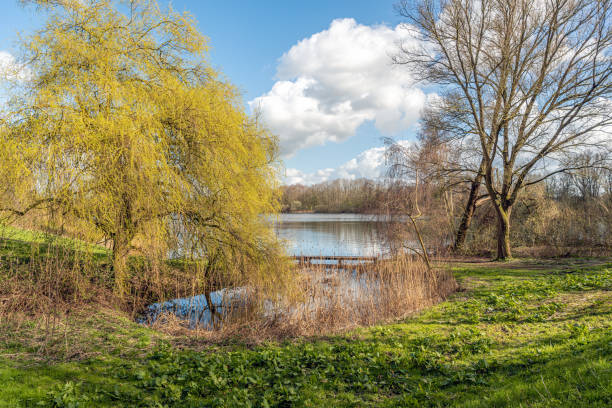 istock Weeping willow at the edge of the water 1309728516