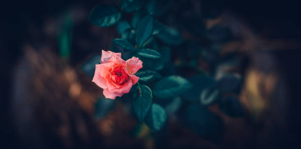 Beautiful Pink rose flower isolated in the garden close-up photograph top view. Beautiful Pink rose flower isolated in the garden close-up photograph top view. funeral expense stock pictures, royalty-free photos & images