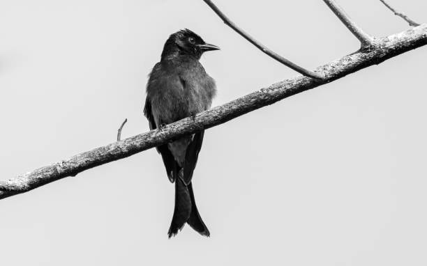 istock Sri Lankan black Drongo bird perched on a tree branch high key black and white photograph. 1309728645