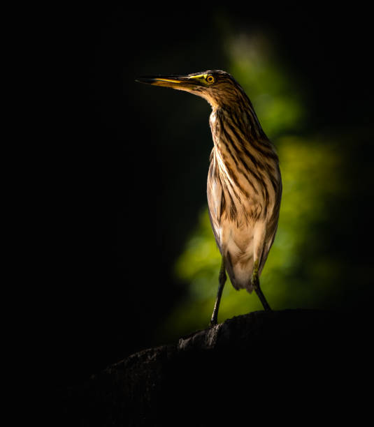 Pond heron perched on a wall and pose for a portraiture photograph.
