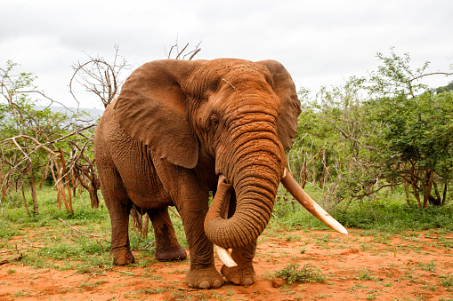 Very big elephant bull in must coming very close in Zimanga Game Reserve in Kwa Zulu Natal in South Africa