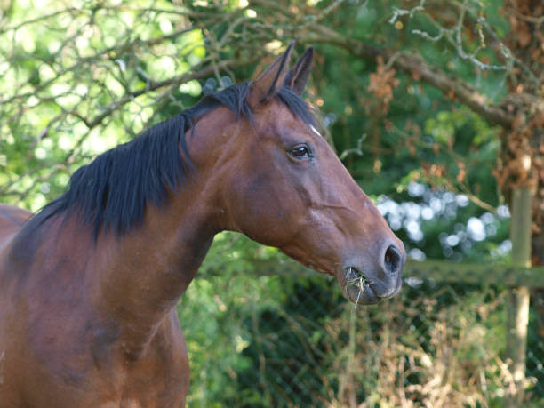 istock Beautiful Bay Horse 1309730075