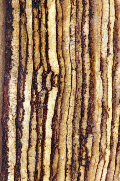 istock Oak bark background texture. Wooden texture. Old oak bark. Abstract background 1309730389