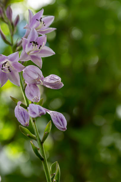 istock Campanula latifolia blooms in summer with green background in sunlight 1309731055
