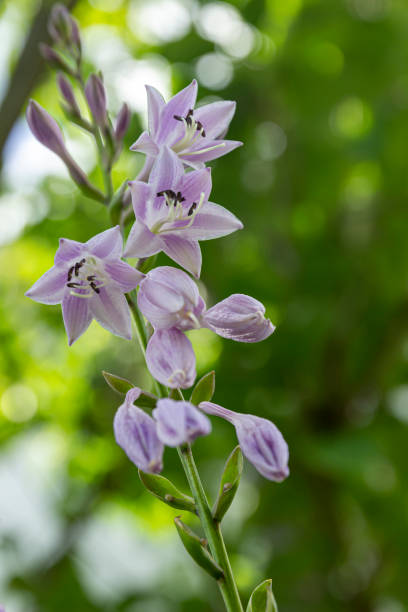 istock Campanula latifolia blooms in summer with green background in sunlight 1309731063
