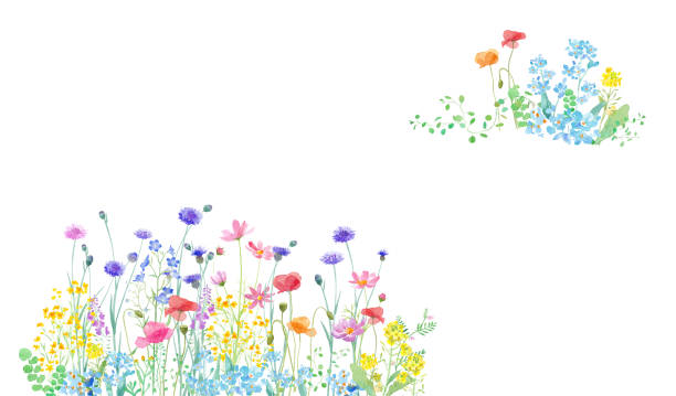 ilustrações, clipart, desenhos animados e ícones de uma ilustração de aquarela de um campo de primavera onde várias flores estão em plena floração. design de quadro decorativo de dois cantos. - flower