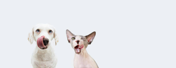 istock Banner two two hungry pets, sphynx cat and dog licking its lips. Isolated on white backgorund. 1309731366