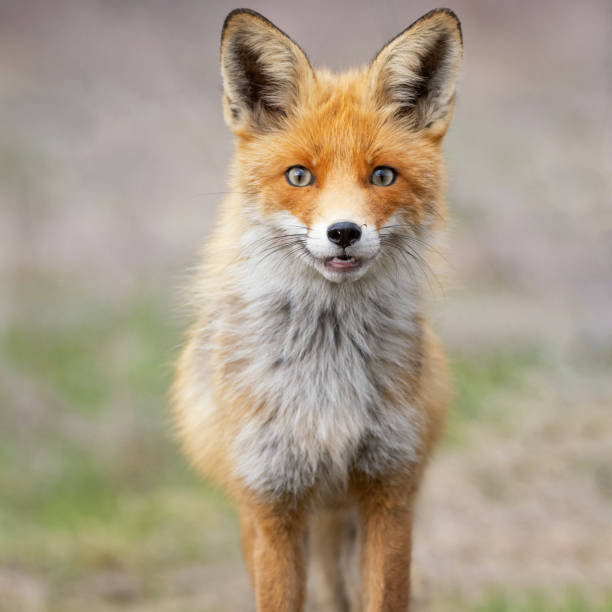 istock Close portrait of a Red Fox. Vulpes vulpes 1309731817