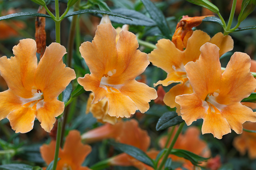 Close-up yellow orchids in garden.