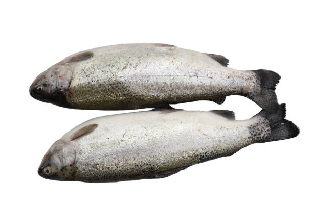 para dużych ryb pstrąga znalezionych w himalajskiej rzece - chinook salmon zdjęcia i obrazy z banku zdjęć