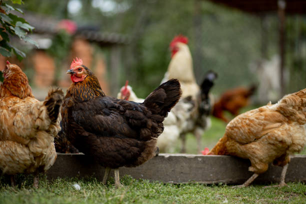 Several red, farm chickens eating some corn in the countryside. Farming and Pet Concept. Several red, farm chickens eating some corn in the countryside. Farming and Pet Concept chickens in the poultry yard eating stock pictures, royalty-free photos & images
