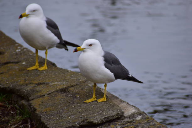 istock Portrait of the birds called Black-tailed gull 1309733142