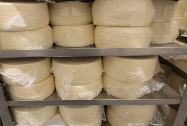istock Storage and maturation of cheese 1309733459