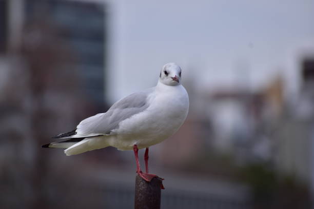 istock Portrait of the bird called Black headed gull 1309734698
