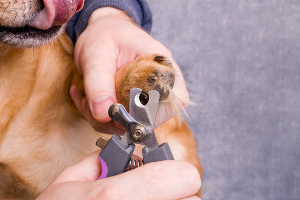 istock Dog claw trimming closeup on gray background 1309735620