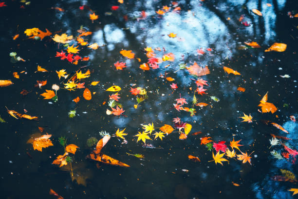 istock Colorful Autumn Leaves 1309735650