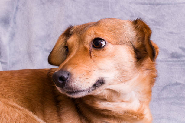 istock Ginger dog on a gray background closeup 1309735654
