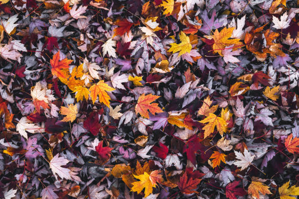 View from above on colorful autumn leaves lying on the ground.