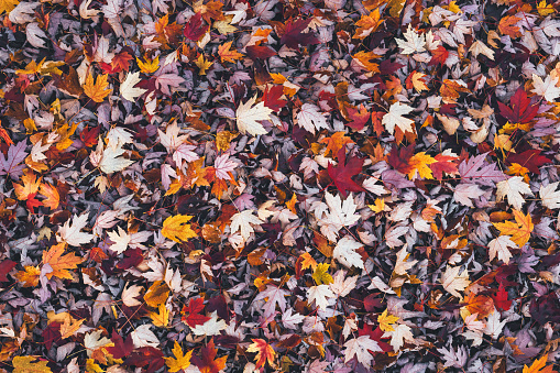 View from above on colorful autumn leaves lying on the ground.