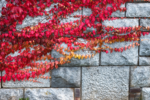 Colorful autumn background: Virginia creeper plant in autumn (red) colors.